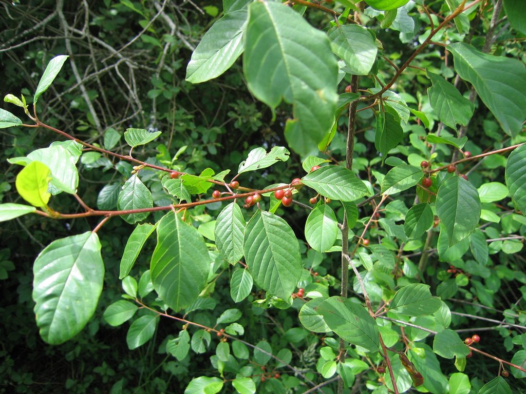 Frangula dodonei